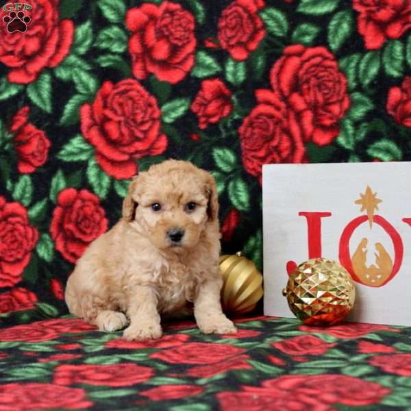 King, Morkie-Poo Puppy